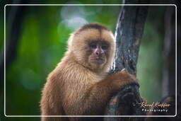 Tambopata National Reserve - Monkey Island (67) Capuchin monkey