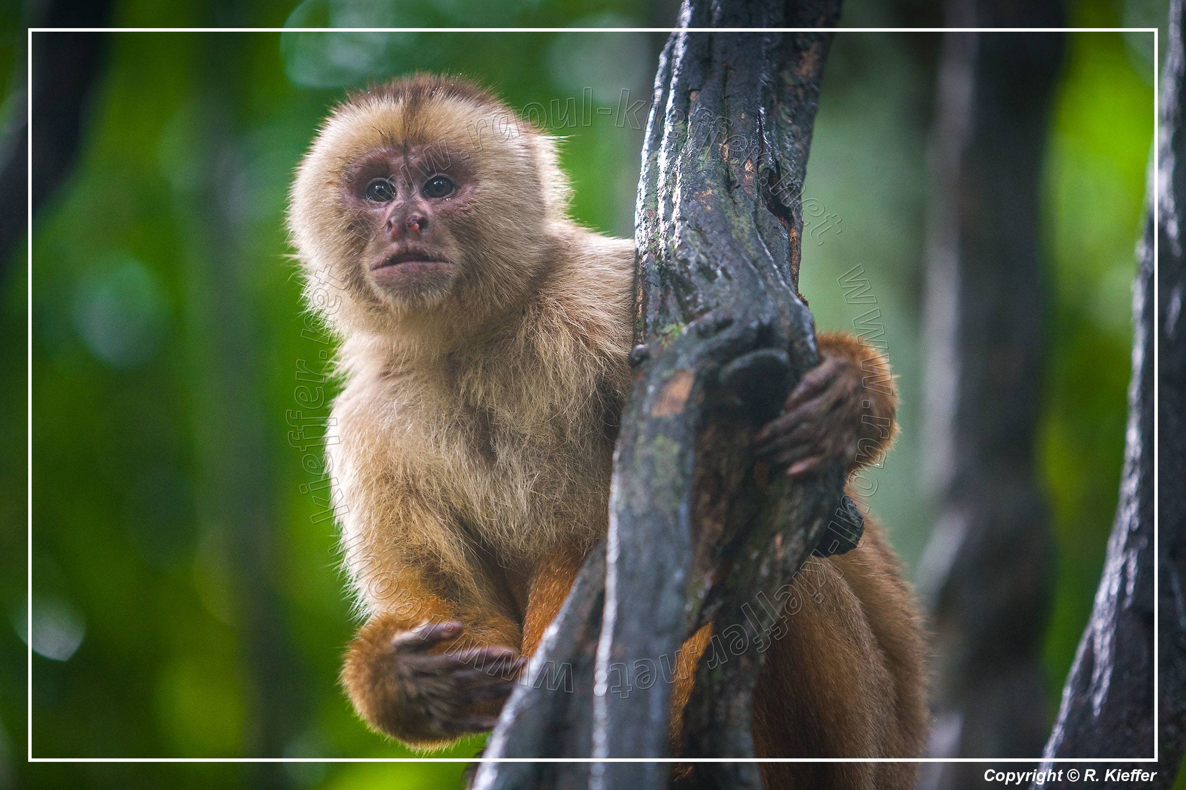 Tambopata National Reserve - Monkey Island (70) Scimmia cappuccino