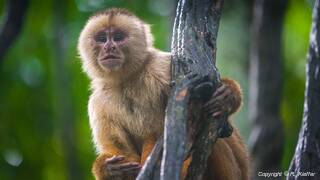Tambopata National Reserve - Monkey Island (70) Scimmia cappuccino