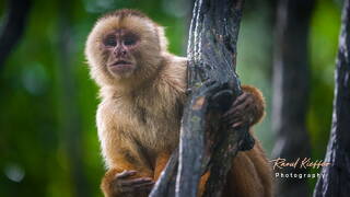 Reserva nacional Tambopata - Monkey Island (70) Macaco capuchinho