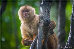 Tambopata National Reserve - Monkey Island (70) Capuchin monkey