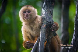Capuchin monkey, Tambopata National Reserve - Monkey Island (70)