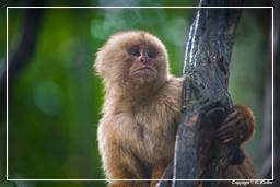 Tambopata National Reserve - Monkey Island (74) Scimmia cappuccino