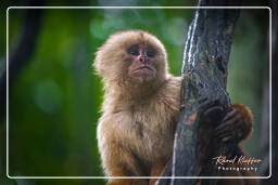 Capuchin monkey, Tambopata National Reserve - Monkey Island (74)