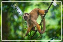 Tambopata National Reserve - Monkey Island (83) Capuchin monkey