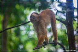 Tambopata National Reserve - Monkey Island (85) Kapuzineraffen