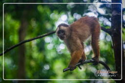 Capuchin monkey, Tambopata National Reserve - Monkey Island (87)