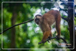 Réserve nationale Tambopata - Monkey Island (87) Sapajou