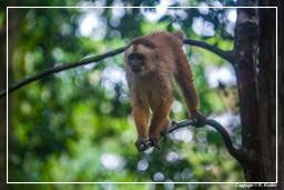 Tambopata National Reserve - Monkey Island (91) Scimmia cappuccino