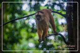 Tambopata National Reserve - Monkey Island (91) Capuchin monkey