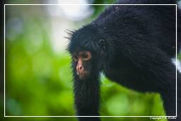 Tambopata National Reserve - Monkey Island (92) Spider monkey