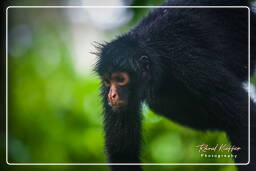 Spider monkey, Tambopata National Reserve - Monkey Island (92)