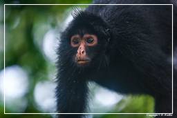 Tambopata National Reserve - Monkey Island (94) Spider monkey