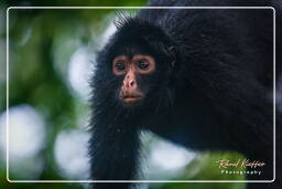 Spider monkey, Tambopata National Reserve - Monkey Island (94)
