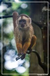Tambopata National Reserve - Monkey Island (95) Kapuzineraffen
