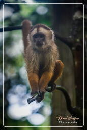 Capuchin monkey, Tambopata National Reserve - Monkey Island (95)
