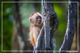 Tambopata National Reserve - Monkey Island (97) Capuchin monkey