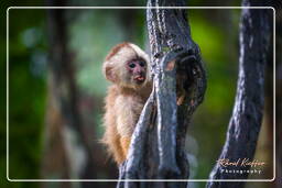 Capuchin monkey, Tambopata National Reserve - Monkey Island (97)