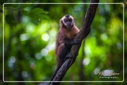 Capuchin monkey, Tambopata National Reserve - Monkey Island (98)
