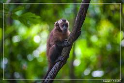 Tambopata National Reserve - Monkey Island (99) Capuchin monkey