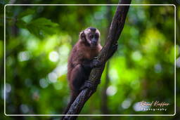 Capuchin monkey, Tambopata National Reserve - Monkey Island (99)