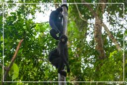 Tambopata National Reserve - Monkey Island (103) Klammeraffen