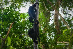 Spider monkey, Tambopata National Reserve - Monkey Island (103)