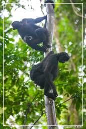 Tambopata National Reserve - Monkey Island (106) Klammeraffen