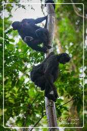 Tambopata National Reserve - Monkey Island (106) Spider monkey