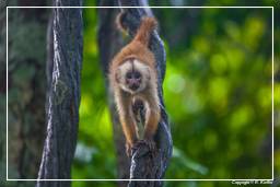 Tambopata National Reserve - Monkey Island (110) Kapuzineraffen