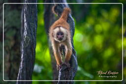 Capuchin monkey, Tambopata National Reserve - Monkey Island (110)