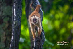 Tambopata National Reserve - Monkey Island (110) Capuchin monkey