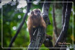 Tambopata National Reserve - Monkey Island (112) Capuchin monkey