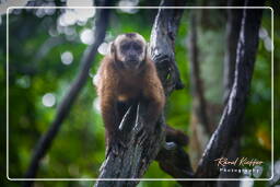 Capuchin monkey, Tambopata National Reserve - Monkey Island (114)