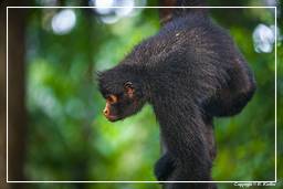 Tambopata National Reserve - Monkey Island (115) Klammeraffen