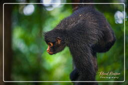 Spider monkey, Tambopata National Reserve - Monkey Island (115)