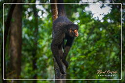 Spider monkey, Tambopata National Reserve - Monkey Island (116)