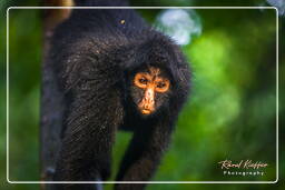 Spider monkey, Tambopata National Reserve - Monkey Island (118)
