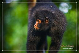 Spider monkey, Tambopata National Reserve - Monkey Island (119)