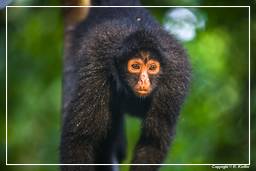 Tambopata National Reserve - Monkey Island (121) Spider monkey