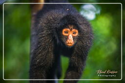 Spider monkey, Tambopata National Reserve - Monkey Island (121)