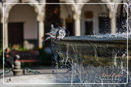 Plaza de Armas, Arequipa (61)