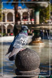 Arequipa (79) Plaza de Armas