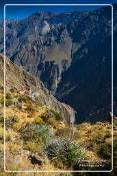 Canyon del Colca (56)