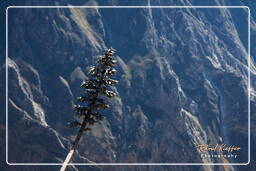 Canyon del Colca (78)