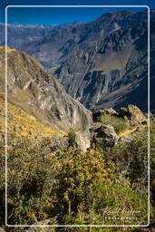 Canyon del Colca (96)