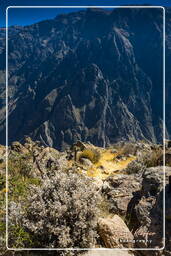 Canyon del Colca (100)