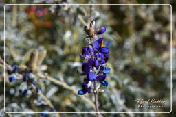 Canyon del Colca (107)