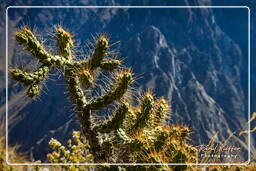 Canyon del Colca (111)