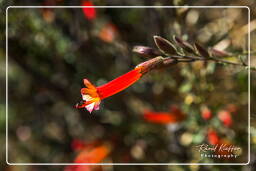 Canyon del Colca (117)